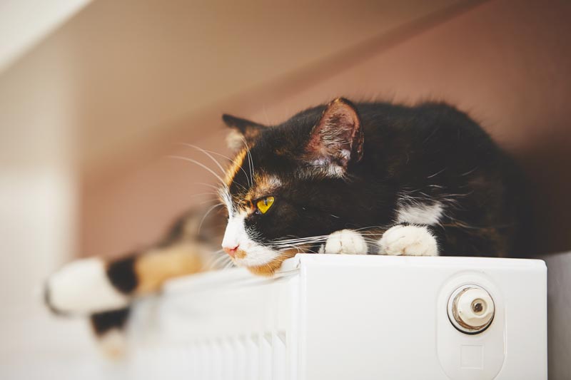 Pannello termoriflettente migliore